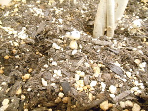 DSCN4150.JPG